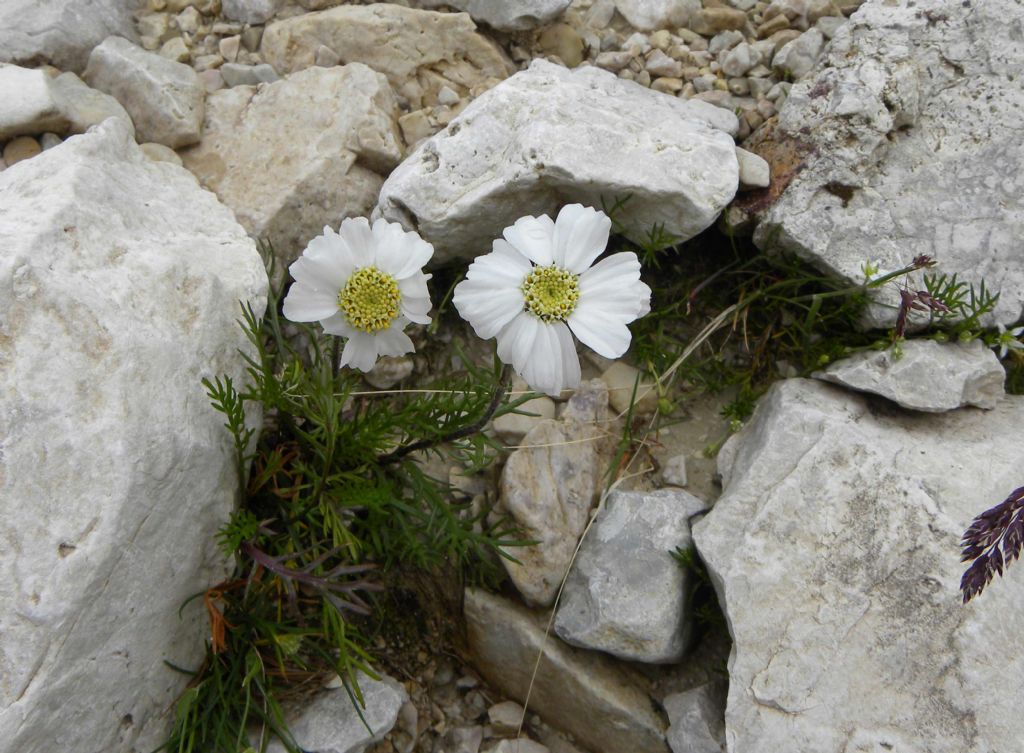 Achillea barrelieri subsp. oxyloba /Millefoglio dei macereti